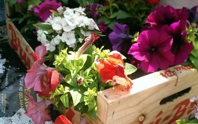 Aprendizaje y servicio: decoración de macetas con motivo de la fiesta de la primavera.