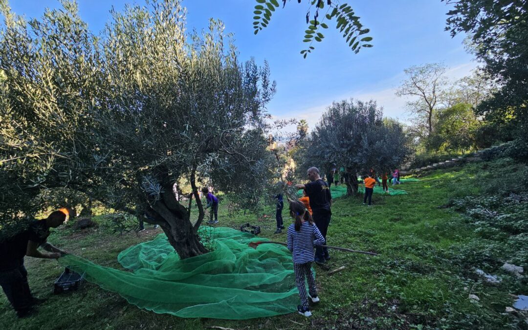 Collita d’olives a la Masia de Can Soler