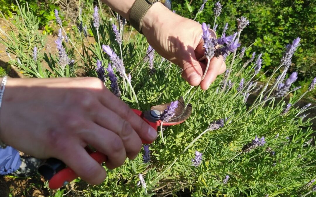 L’Ocell de Foc inicia un projecte d’olis essencials des de Can Soler