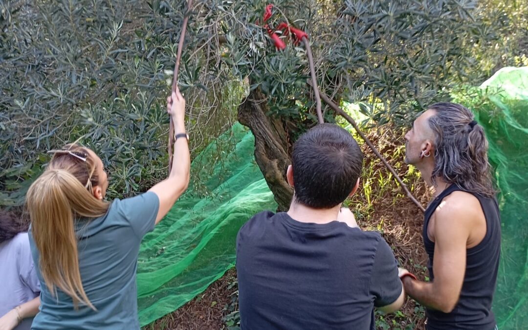 Arrenca la collita d’olives de 2026 a Can Soler