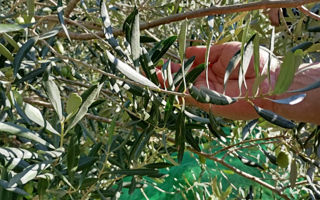 Arrenca la collita d’olives de 2026 a Can Soler
