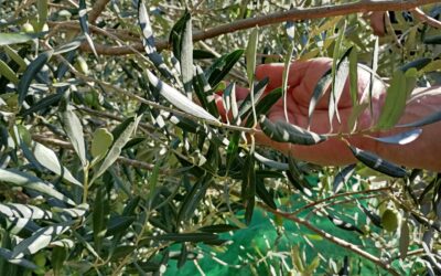 Arrenca la collita d’olives de 2026 a Can Soler